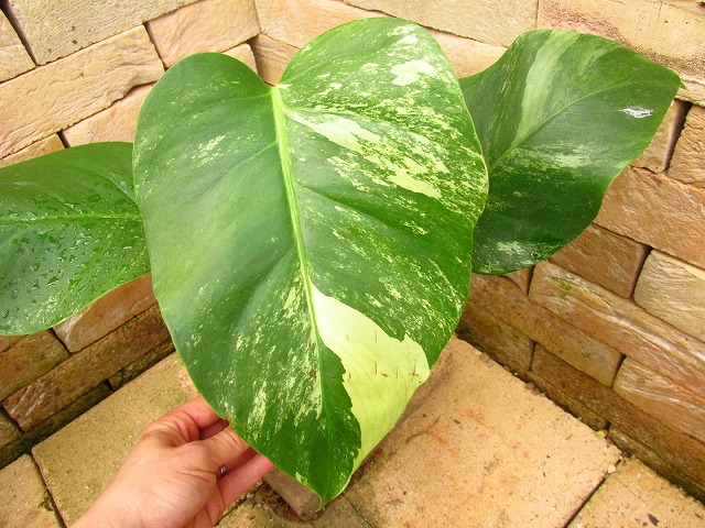 モンステラ ボルシギアナ セブブルーミント (Monstera deliciosa var