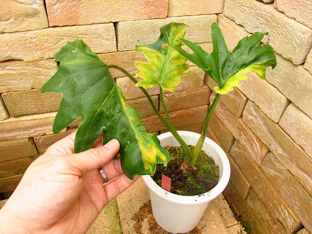 フィロデンドロン セローム稀少斑入り(Philodendron selloum variegata