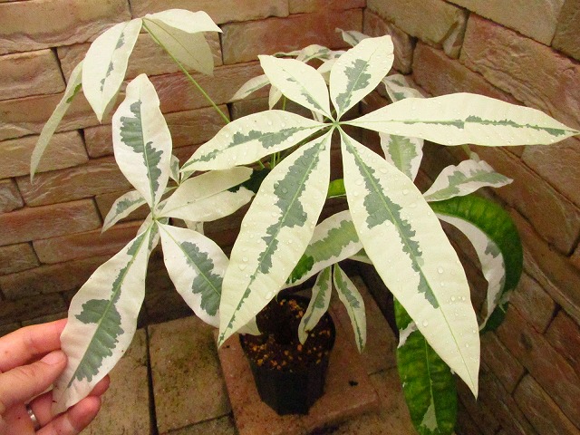 パキラ 白斑 神々しい実生1点もの Pachira original White super