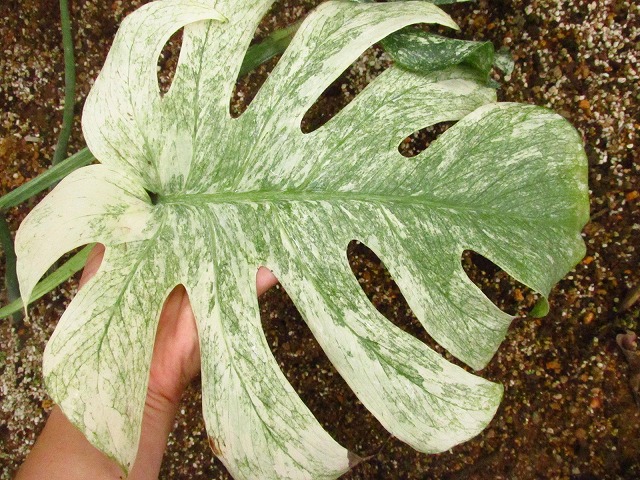 モンステラ デリシオーサ ホワイトモンスター(Monstera deliciosa