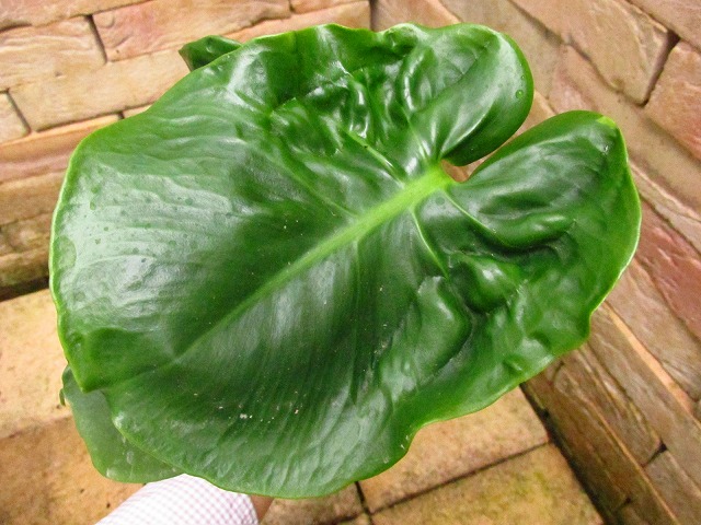 モンステラ デリシオーサ 変異実生選抜 (Monstera deliciosa var