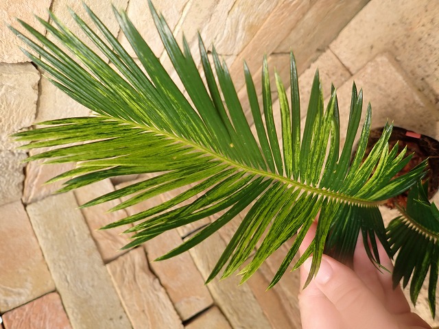 ソテツ 蘇鉄斑入り(Cycas revoluta variegata) | 希少植物の販売