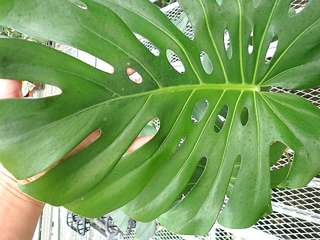 モンステラ デリシオーサ グリーンオングリーン ハーフ 実生斑