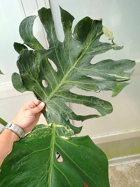 モンステラ デリシオーサ オセアナ サンダーボルト(M.deliciosa cv