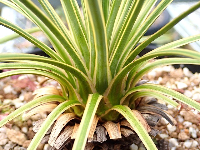 ユッカ ロストラータ 斑入り 超稀少個体(Yucca rostrata seed selected
