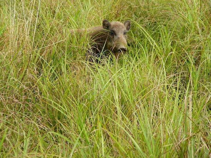 害獣対策】専門家が教える！効果が高い電気柵の選び方｜マイナビ農業