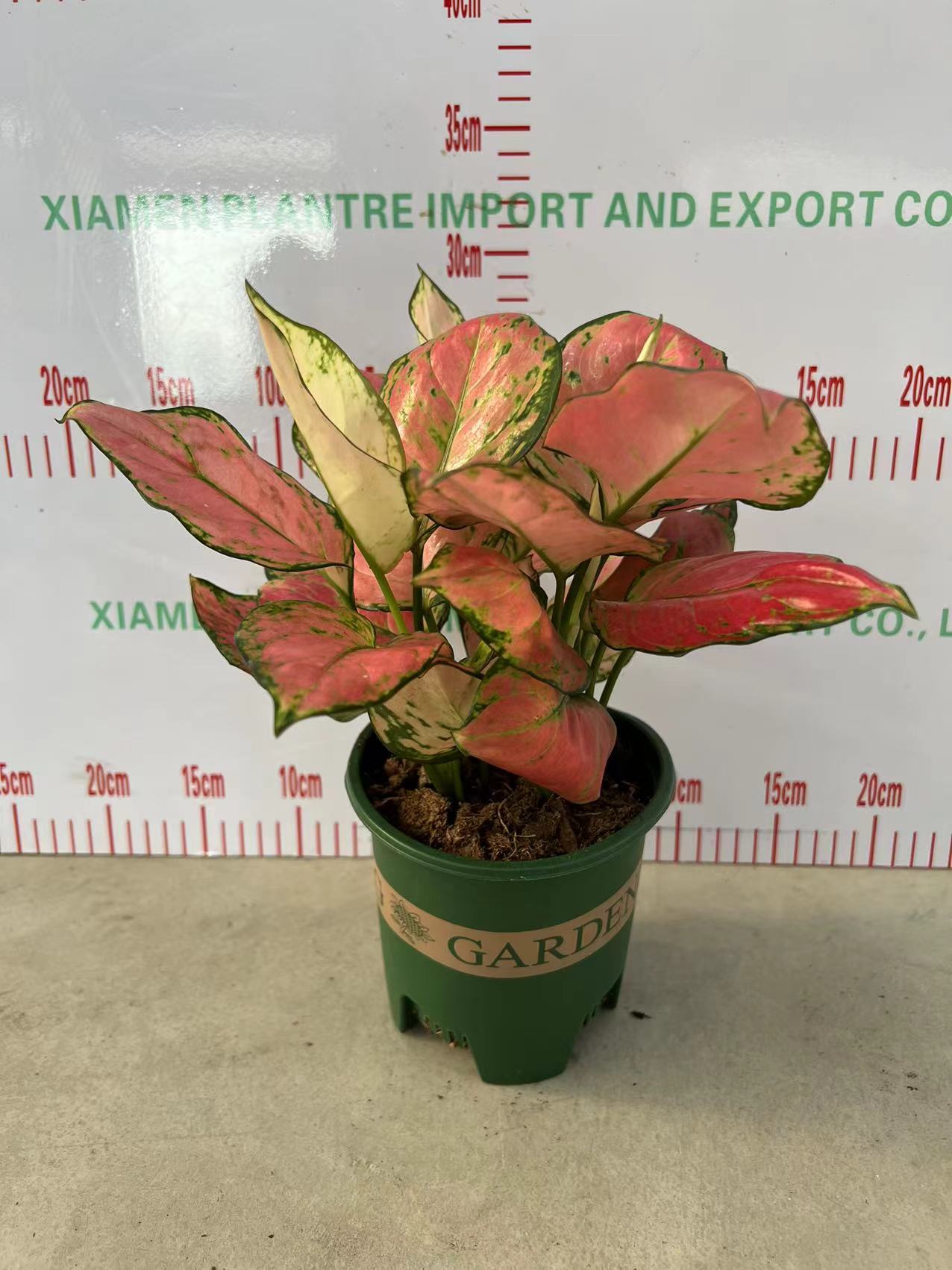 アグラオネマ ピンクダイヤモンド - 中国の専門生植物サプライヤー