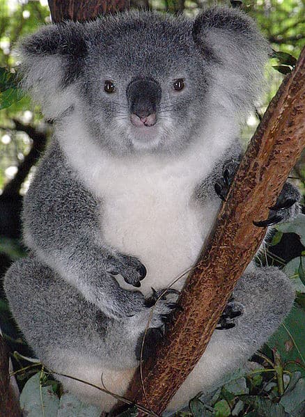 Koala Animal Pictures | A-Z Animals