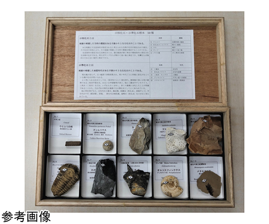 67-8047-12 示相化石・示準化石標本 10種 【AXEL】 アズワン