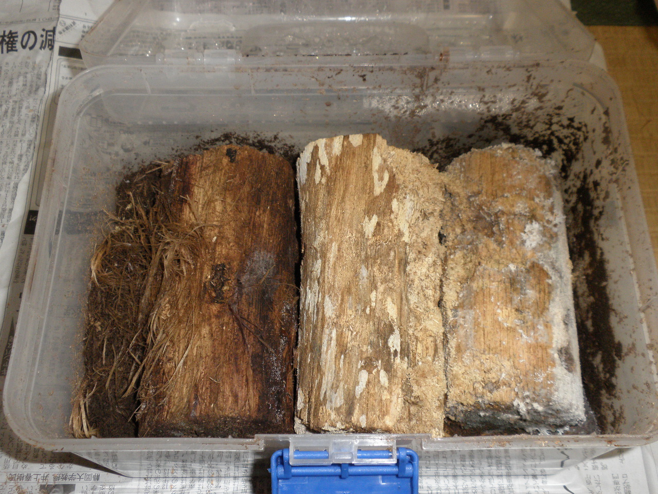 クワガタの幼虫用、ワインセラーの増設