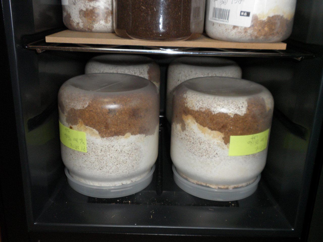 クワガタの幼虫用、ワインセラーの増設