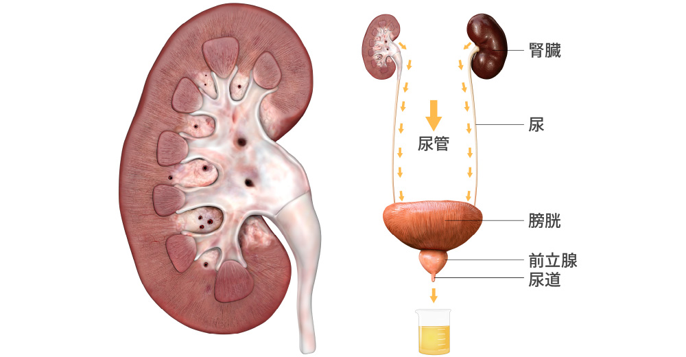泌尿器｜診療内容｜医療法人 甘木第一クリニック