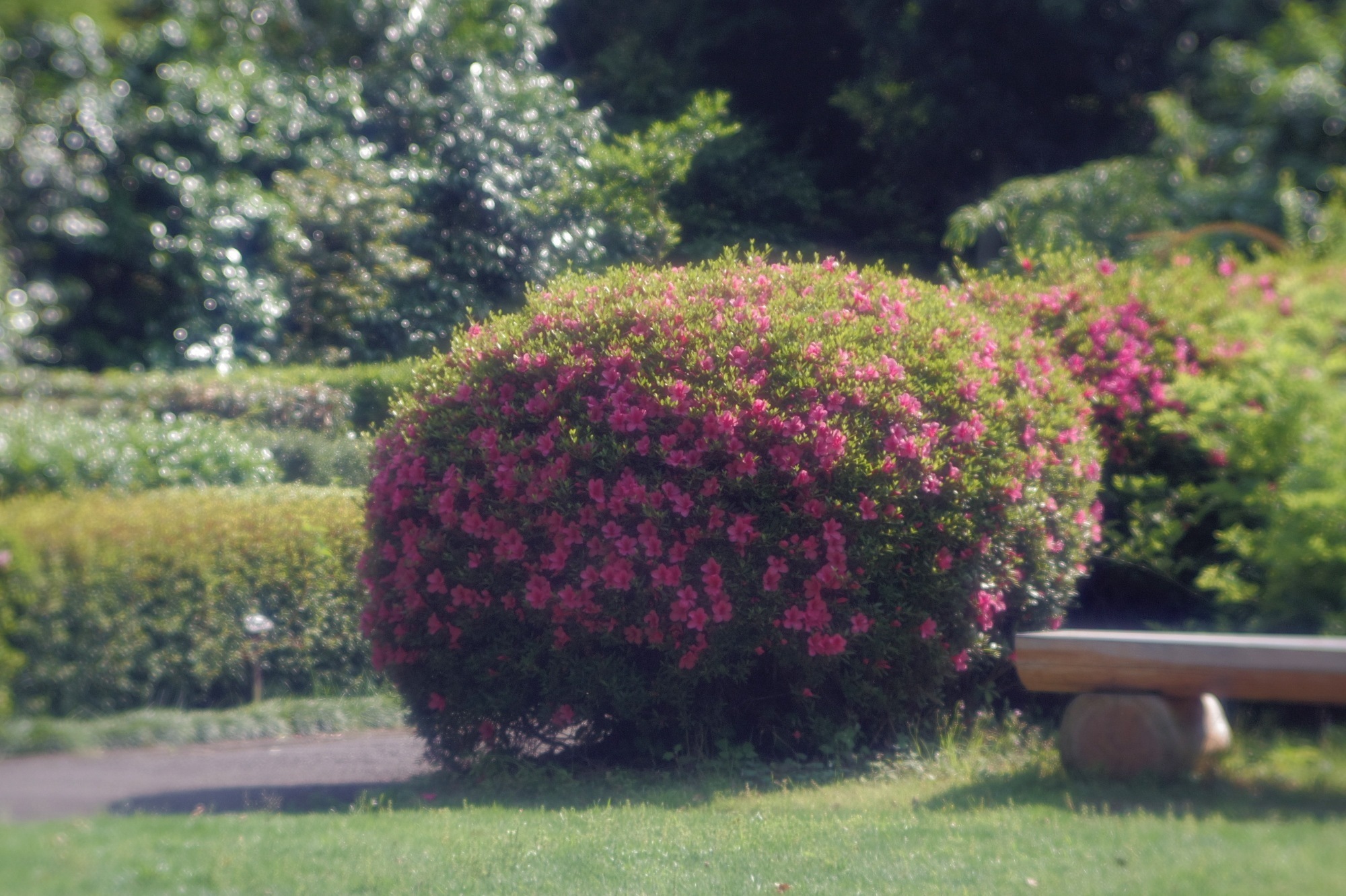 第三十四號 ZUNOW Opt. Japan ZUNOW-ELMO Cine 1:1.1 F=38mm + PENTAX