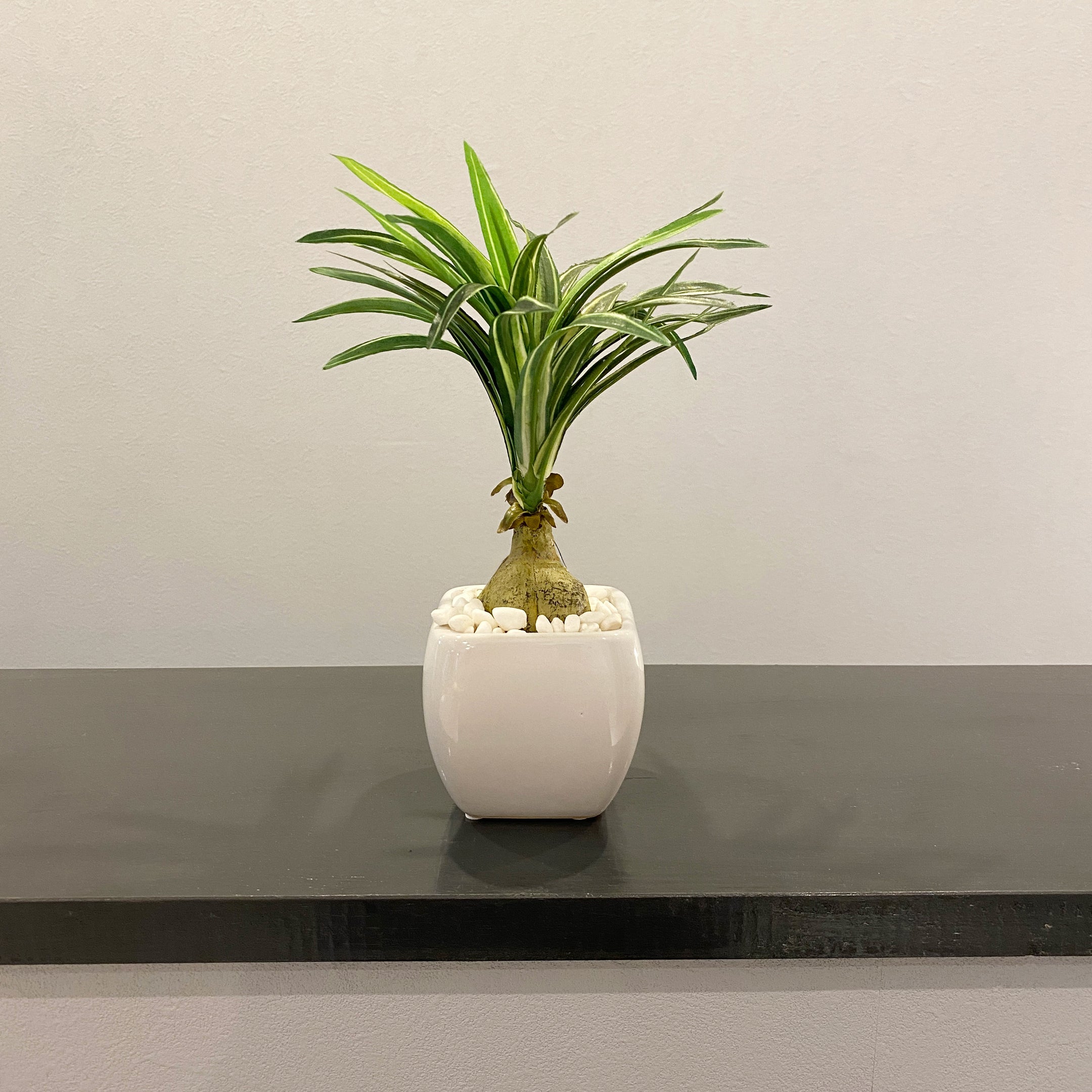 トックリラン künstliche - フェイクグリーン専用通販サイト