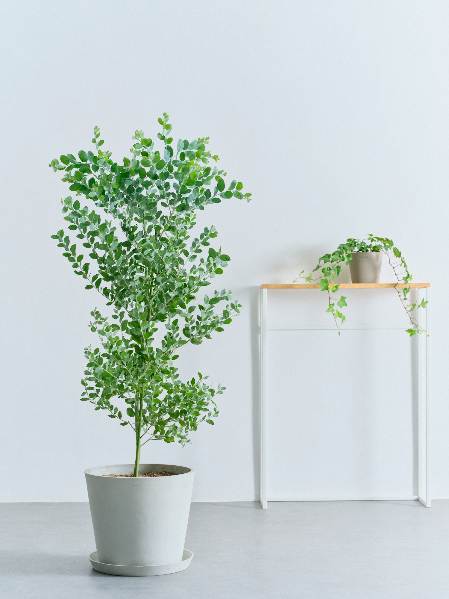 パールアカシア L | 観葉植物の通販 AND PLANTS (アンドプランツ)