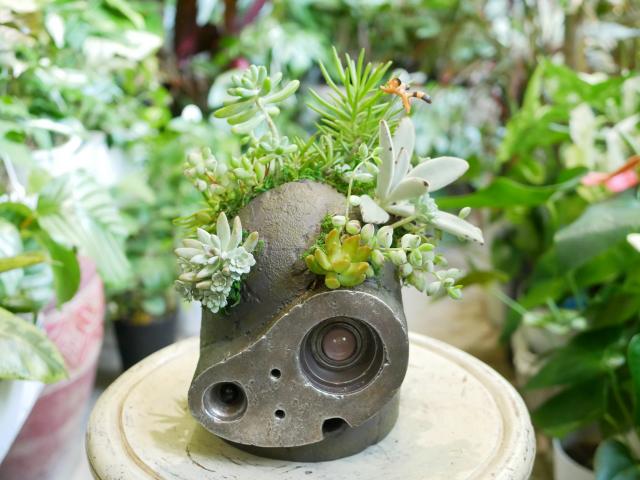 多肉植物寄せ植え（持ち込み鉢）｜インテリアグリーンとギフト