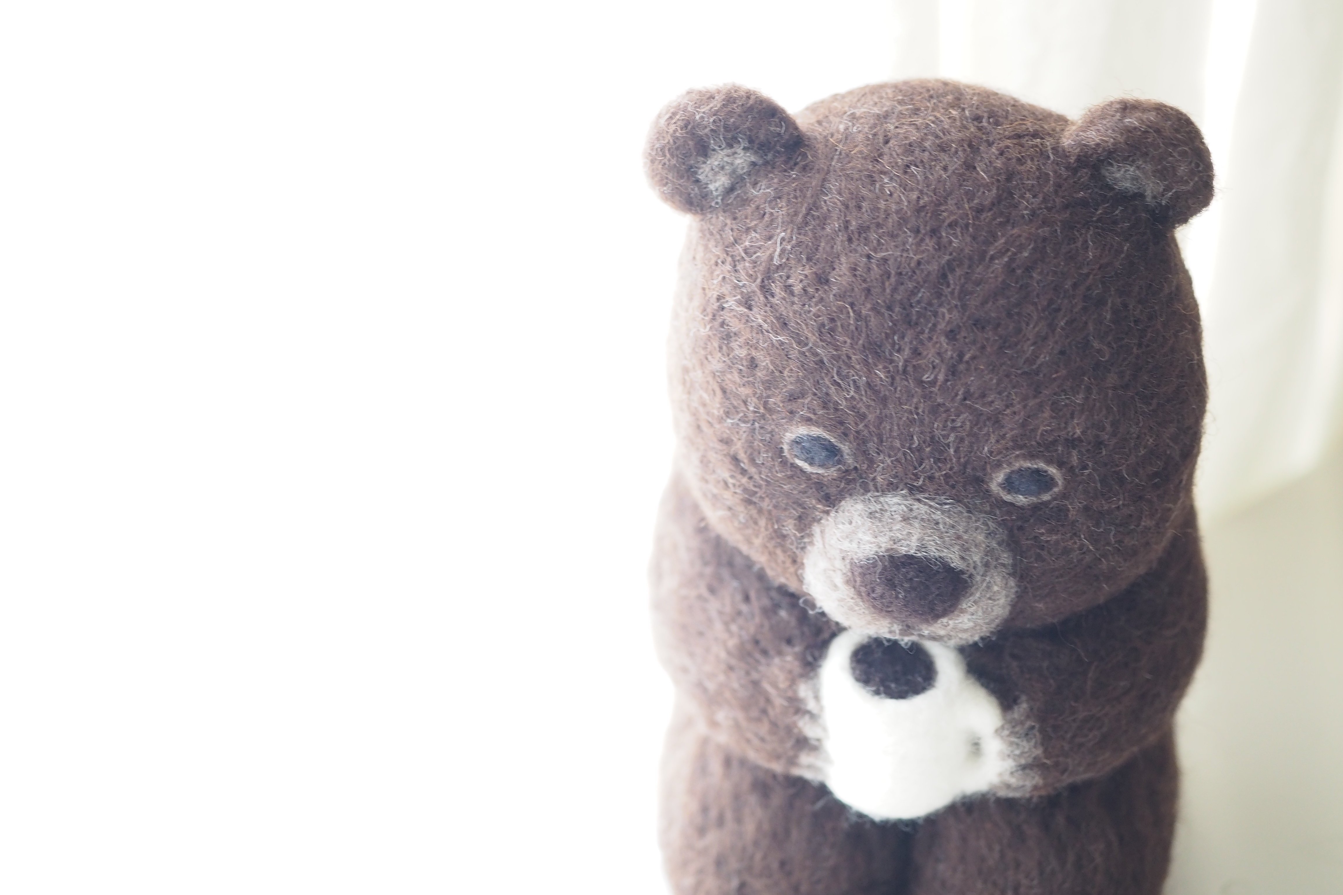 くま写真館 （2024.5）｜SLEEPY SHEEP