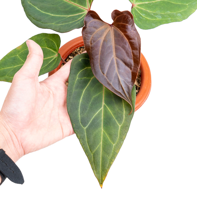 Anthurium papillilaminum red stem – Aroid Market