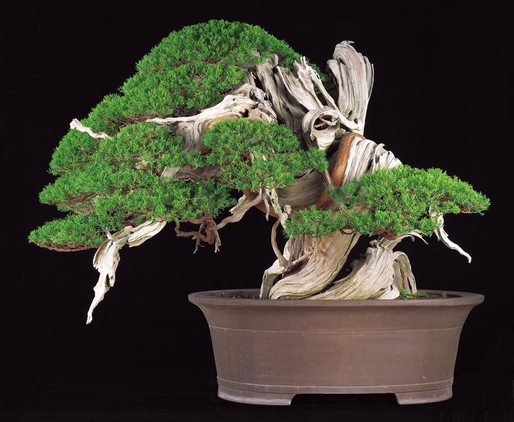 真柏 銘「飛龍」│盆栽、盆栽書籍、盆栽鉢の通販│近代出版