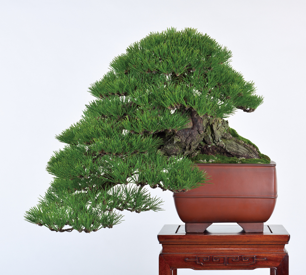 黒松│盆栽、盆栽書籍、盆栽鉢の通販│近代出版