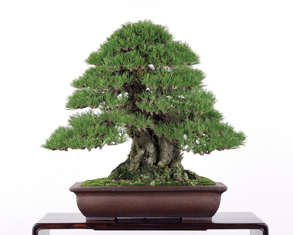 黒松│盆栽、盆栽書籍、盆栽鉢の通販│近代出版