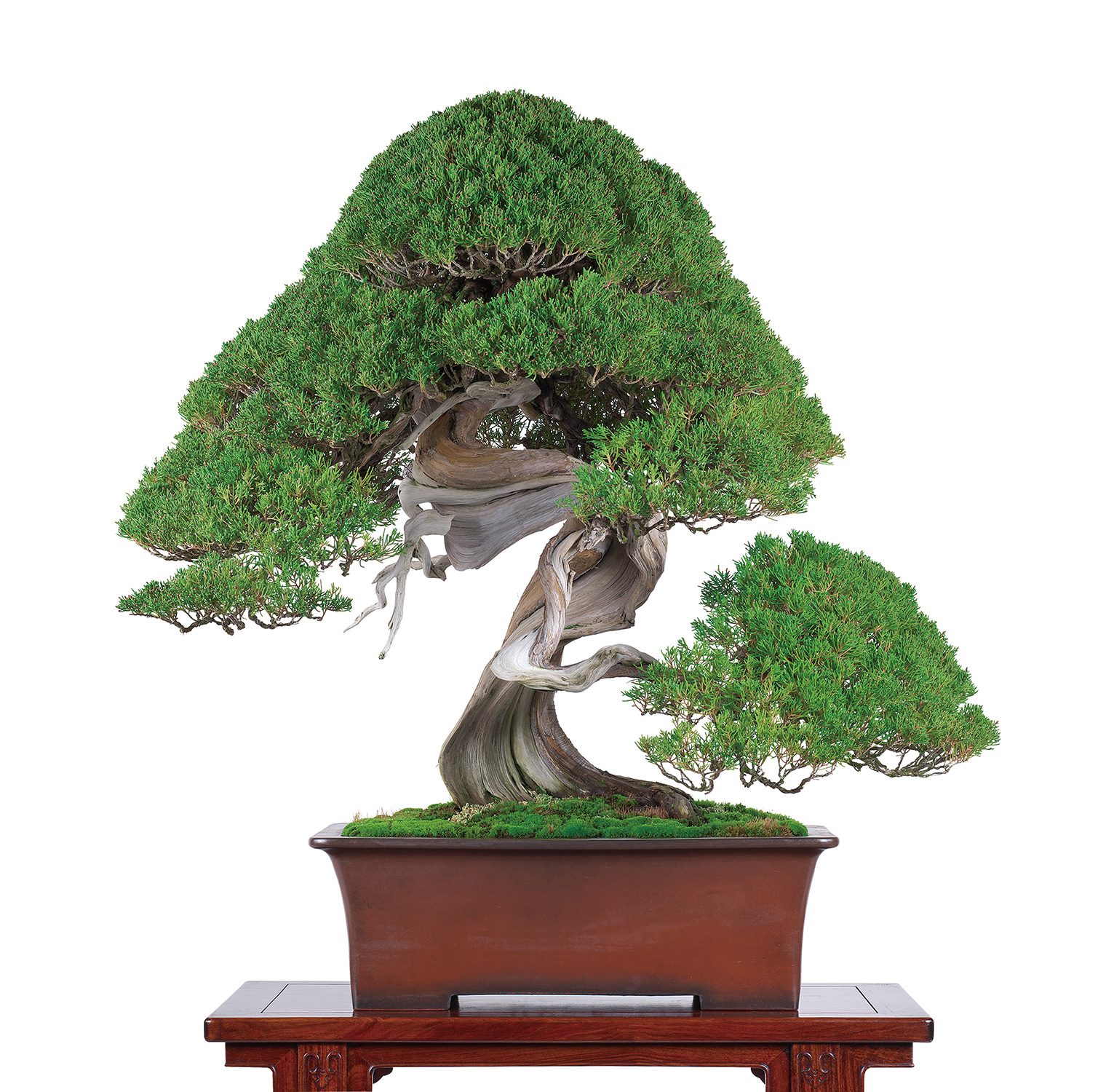 真柏│盆栽、盆栽書籍、盆栽鉢の通販│近代出版