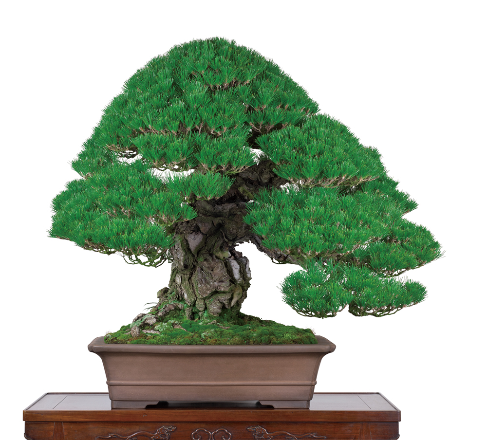 黒松（くろまつ）│盆栽、盆栽書籍、盆栽鉢の通販│近代出版