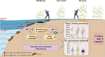 Dual effects of tidal stress on carbon turnover by biochar