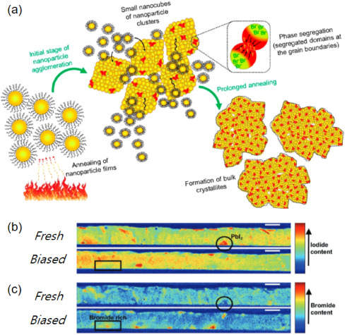 Elemental segregation and dimensional separation in halide