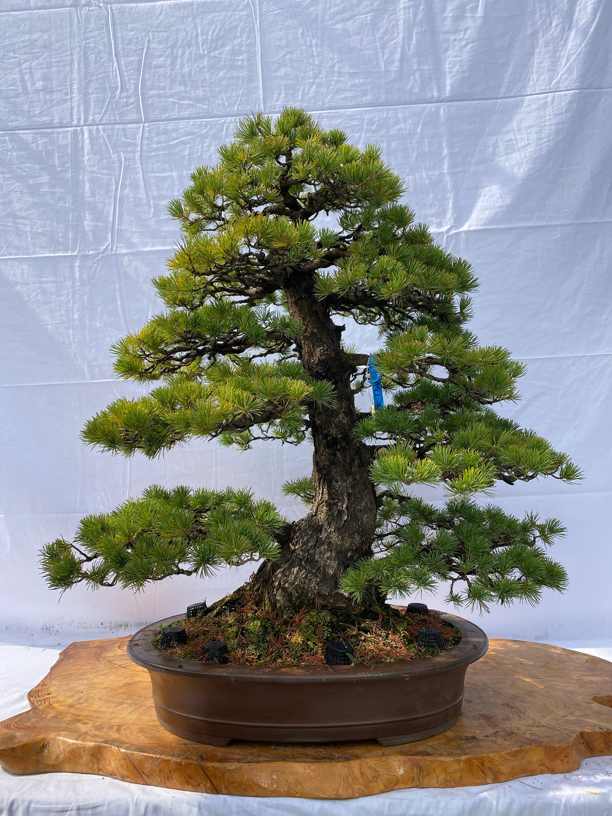 小品盆栽、赤石五葉松、根上り、模様木 目立った汚れ傷無しmedabon