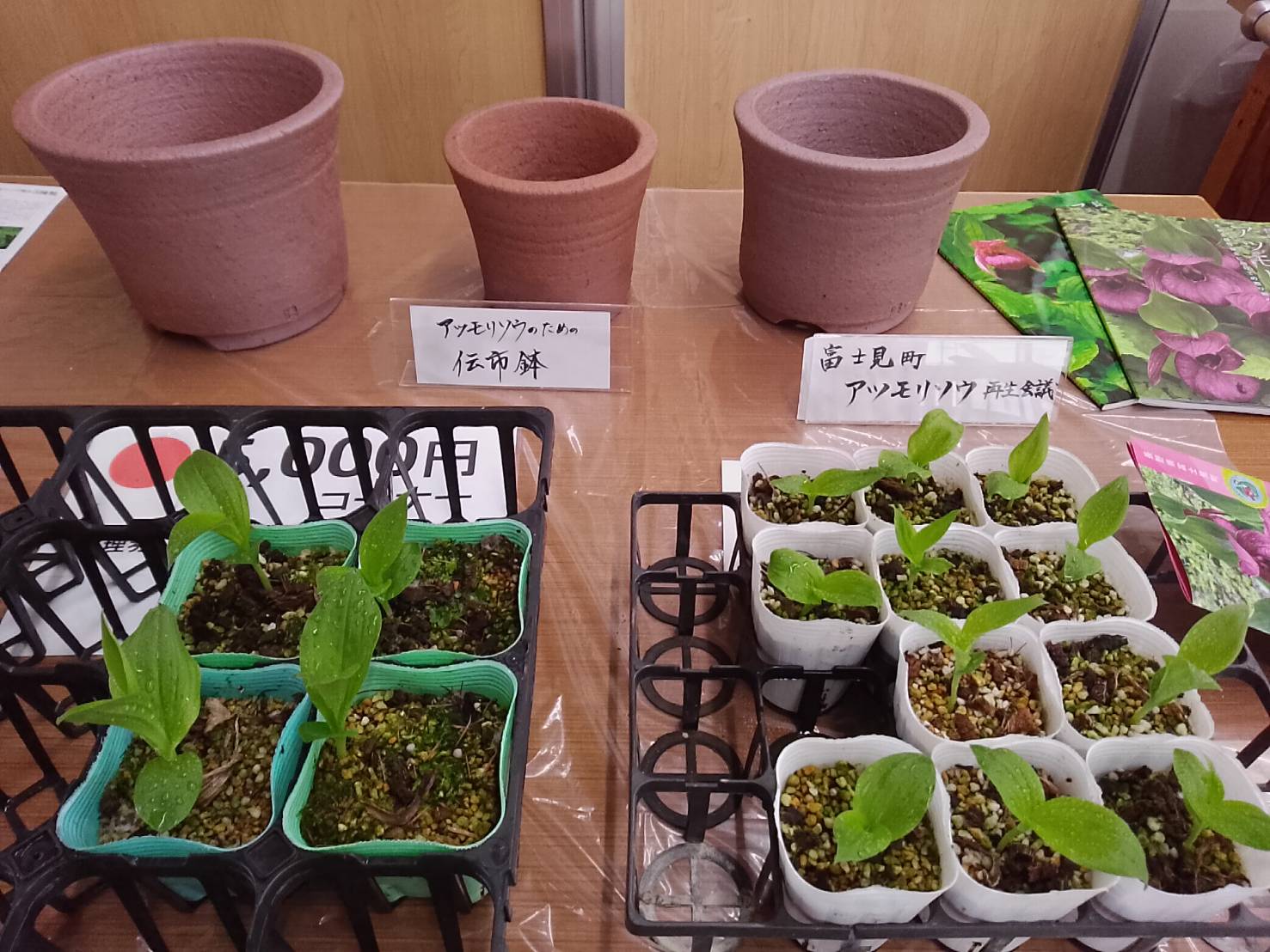 アツモリソウニュース