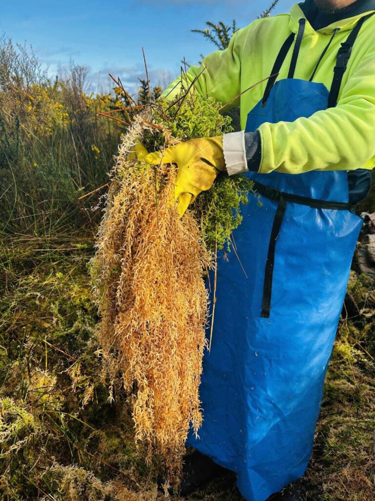 ニュージーランド産 最上級グレード「5A」水苔 – biokimia バイオキミア