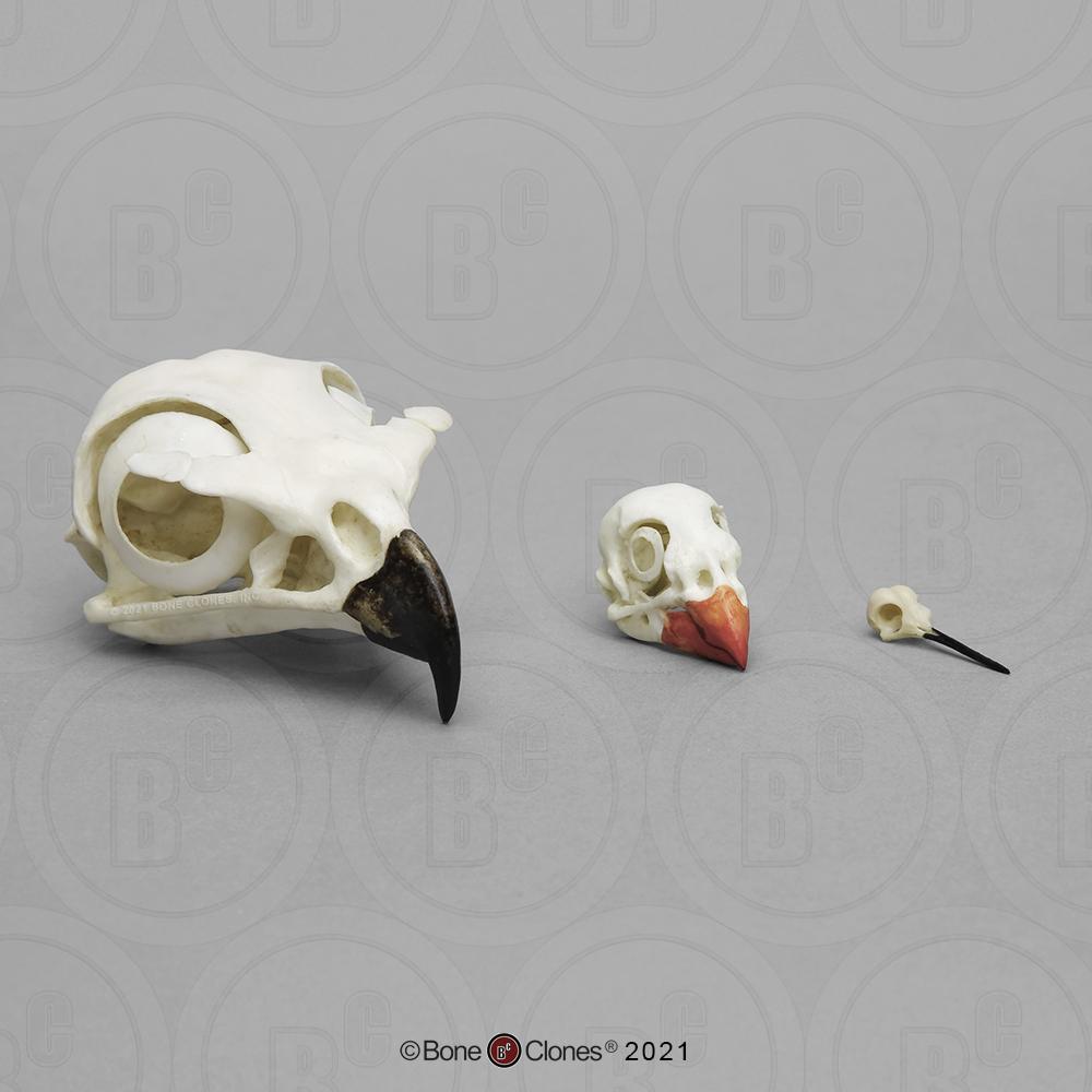 Comparative Bird Skull Set of 3 - Bone Clones - Osteological