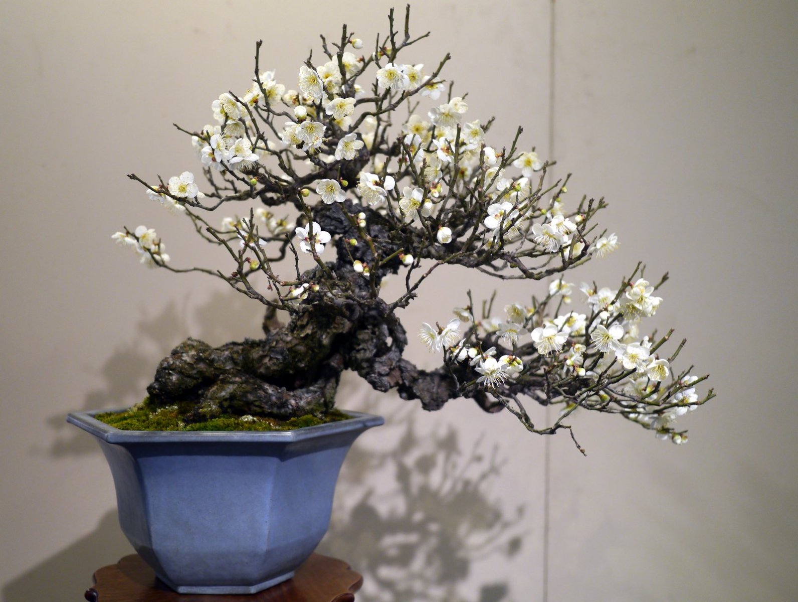 梅 Japanese apricot - 盆栽日本 Bonsai Japan