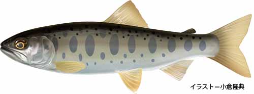 ヤマメ【山女魚】魚の生態・淡水編 | 房総爆釣通信