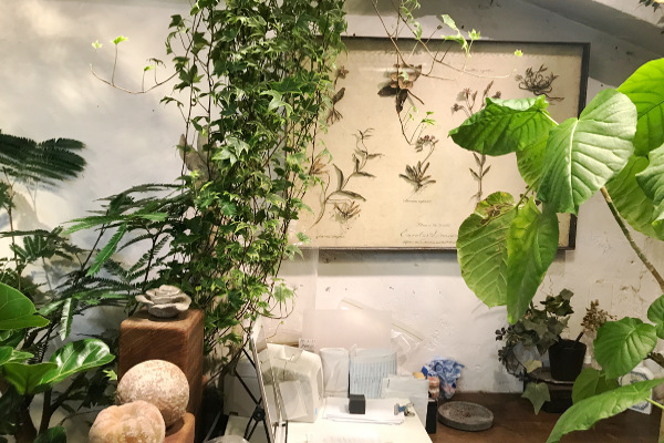 mokuhon | 中央区（銀座一丁目）の園芸店 - ボタニーク