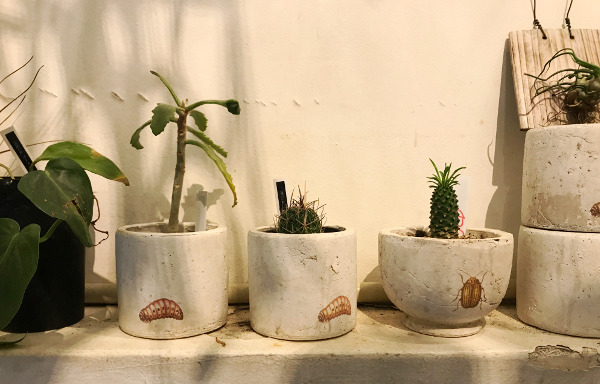 mokuhon | 中央区（銀座一丁目）の園芸店 - ボタニーク