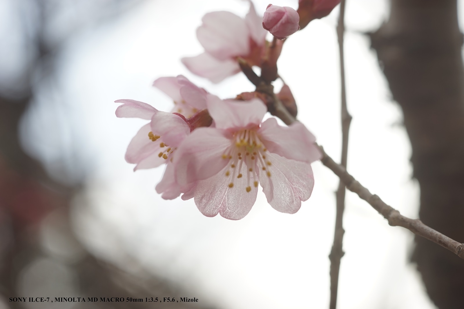 みぞれぶろぐ Mizole blog - MINOLTA MD MACRO 50mm 1:3.5 （F3.5)を