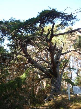 巨樹・古木を訪ねて ～アカマツの巨木～ | い～な 上伊那