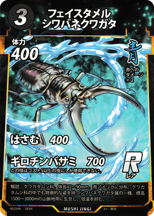 フェイスタメルシワバネクワガタ（フェイスタメルシワバネクワガタ