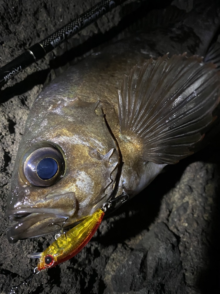 ライトゲームロッド TX｜ブリーデン