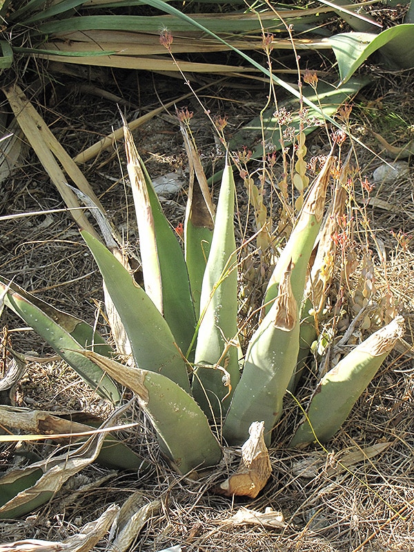 Sharkskin Agave - Buchanan's Native Plants