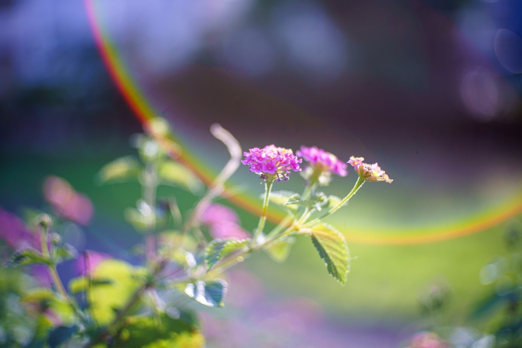 一芸マスター現る！CANON 50mm f1.4Ⅱ（L39マウント）（レビュー＆作例