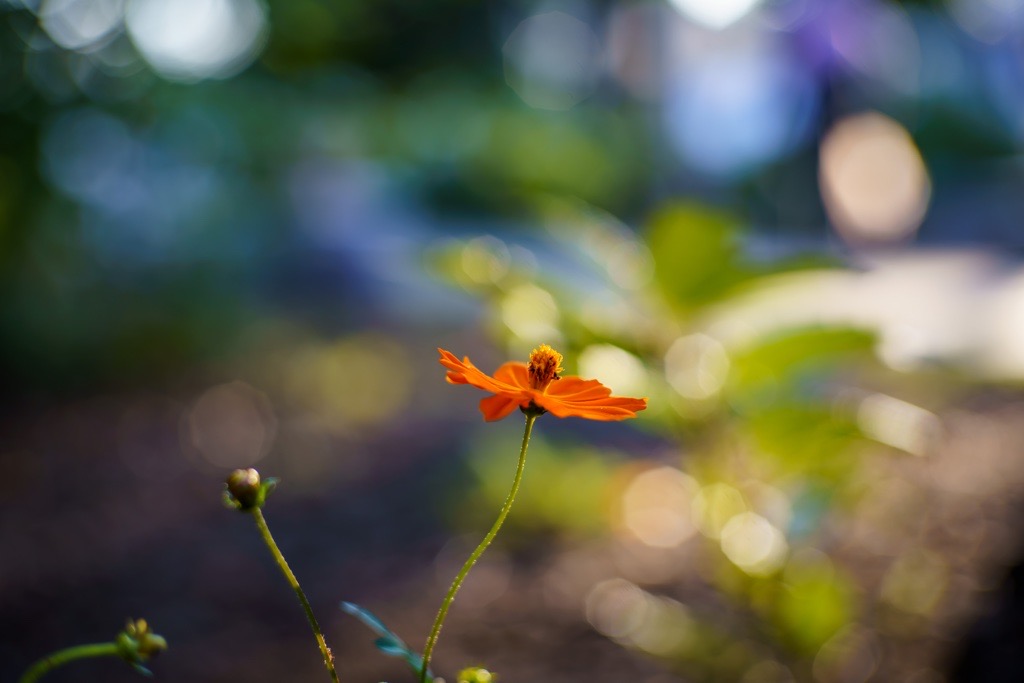 一芸マスター現る！CANON 50mm f1.4Ⅱ（L39マウント）（レビュー＆作例