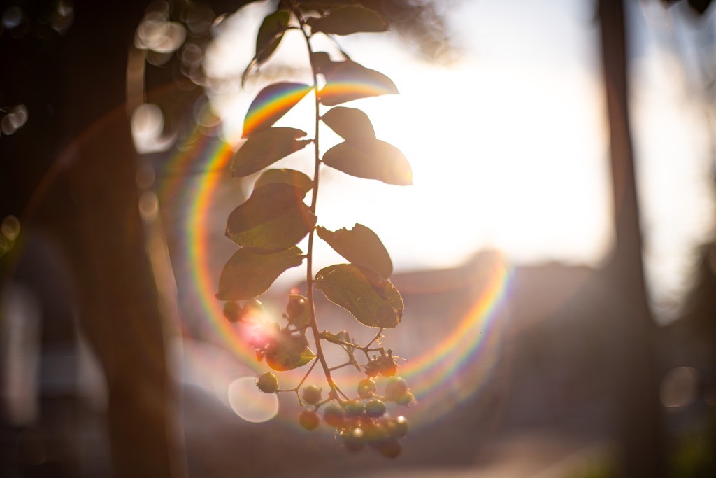 明るい方のタクマー。Super-Takumar 50mm f1.4｜レビュー＆見分け方