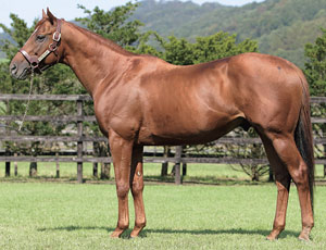 カネヒキリ - CARROT CLUB -