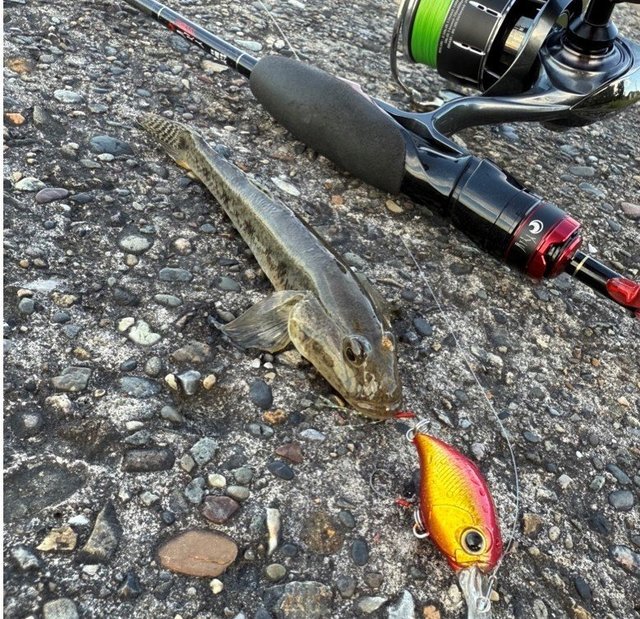 ダイワ スピニングリール 24ルビアス ST SF2000SS-H(ST SF2000SS-H