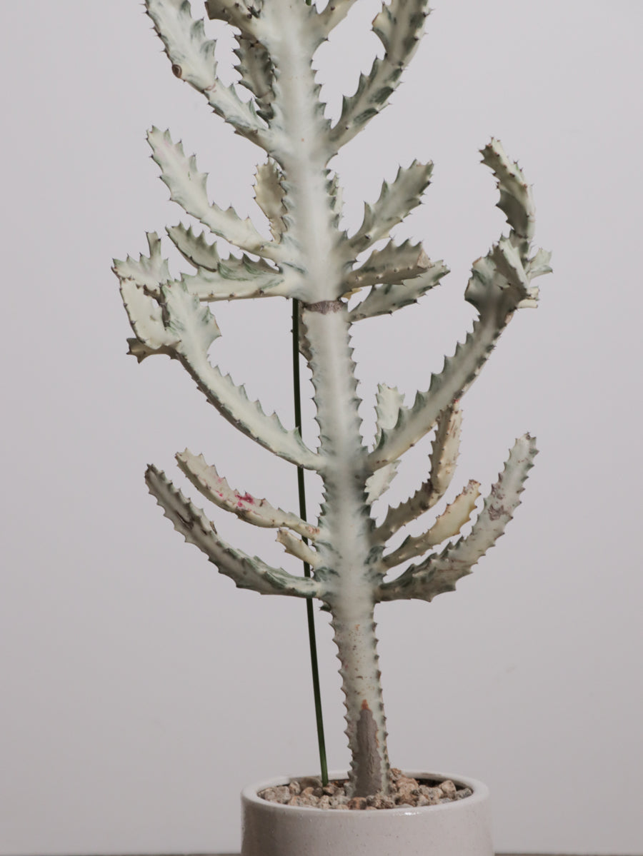 ユーフォルビア ホワイトゴースト