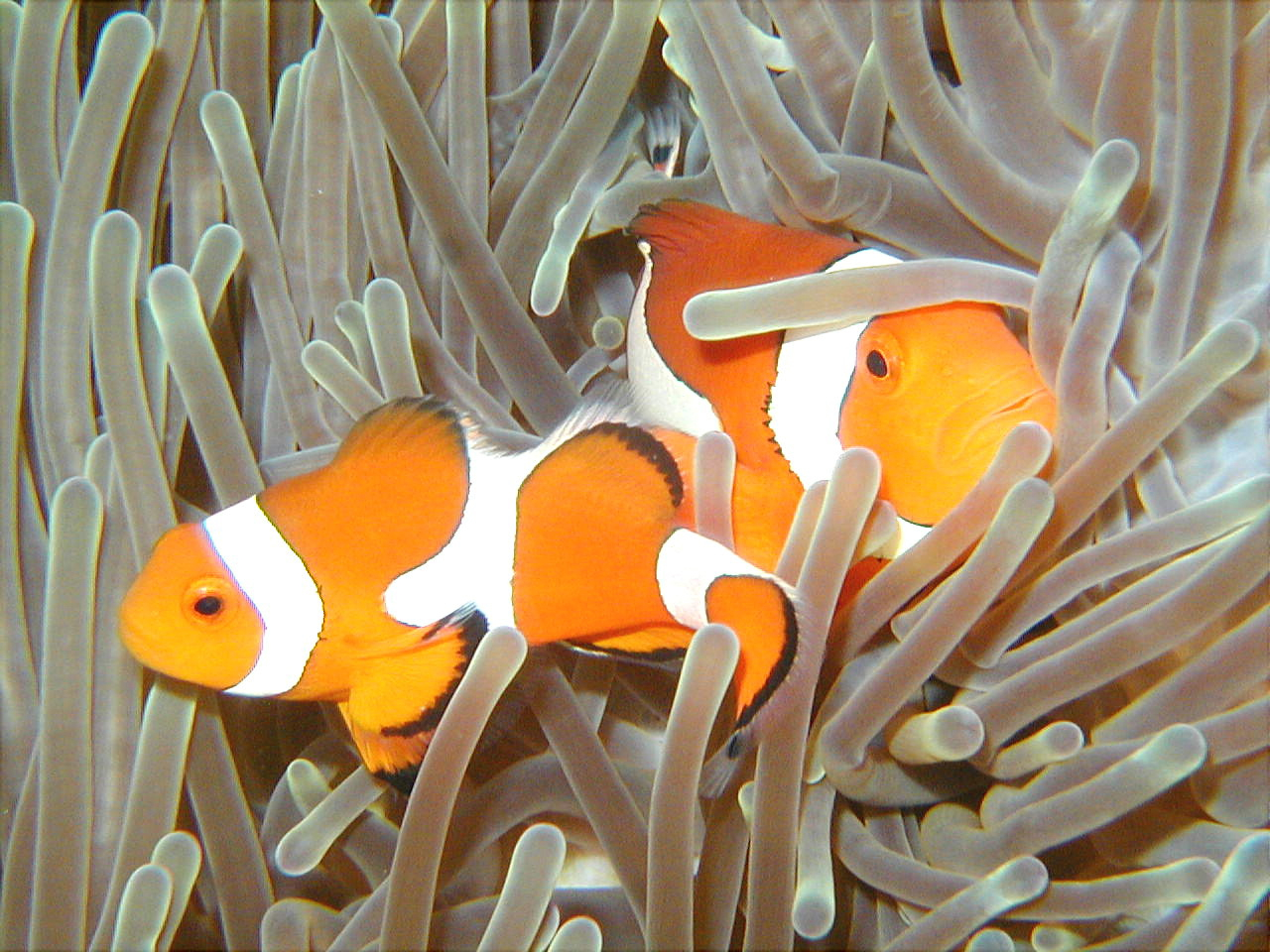 那覇発】☆水中動画プレゼント！慶良間＜ウミガメ見れるまで3ダイブ