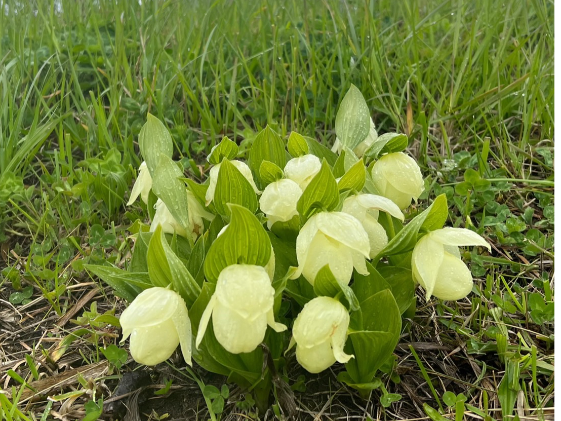 5月6月限定、アツモリソウ群生地ガイドコース（混乗）/礼文ガイド